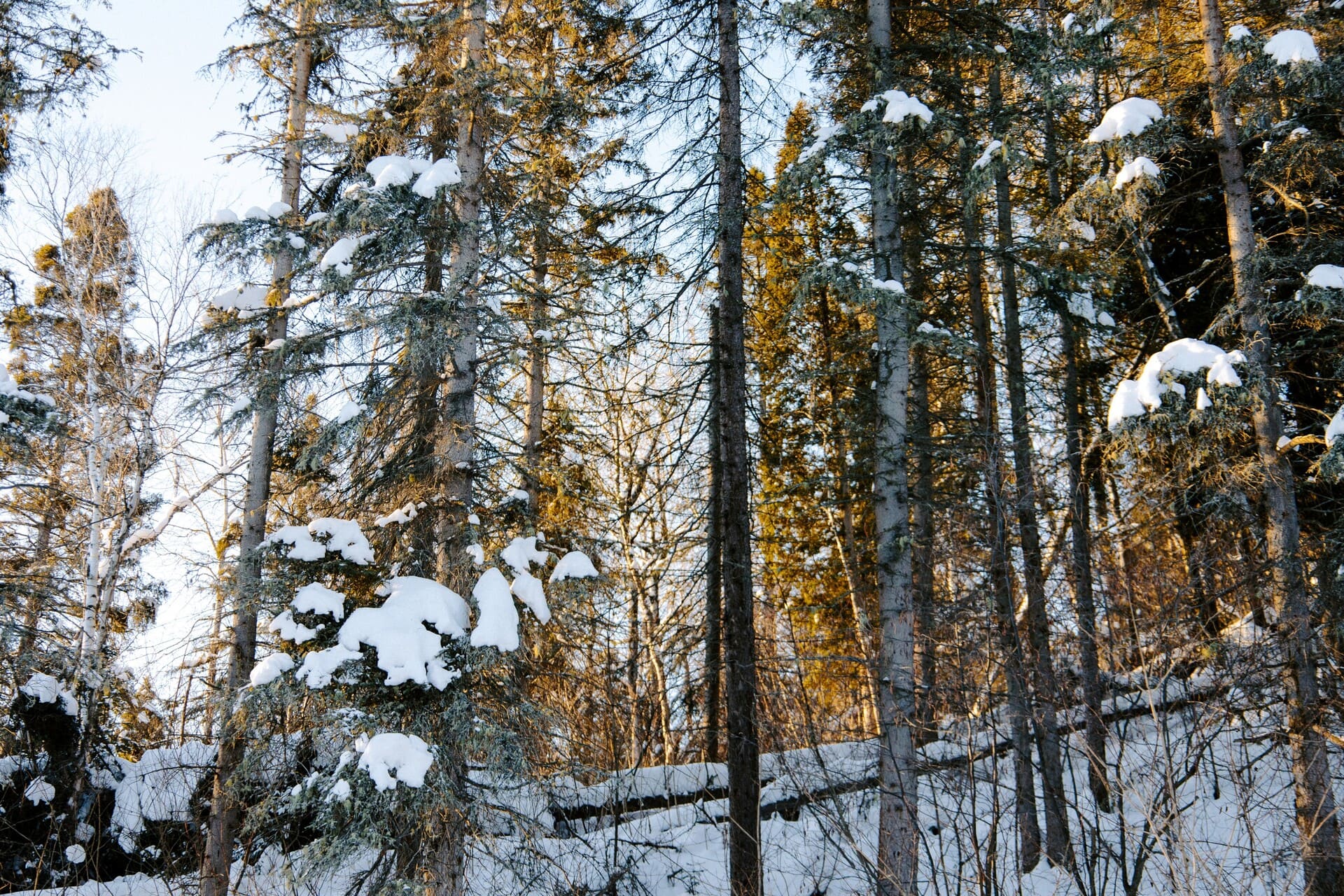 Règlements - Image de bannière saison hiver - Corporation du Parc de la Rivière-du-Moulin